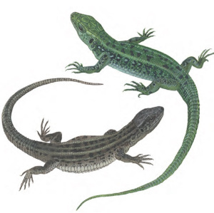 Lacerta agilis L.